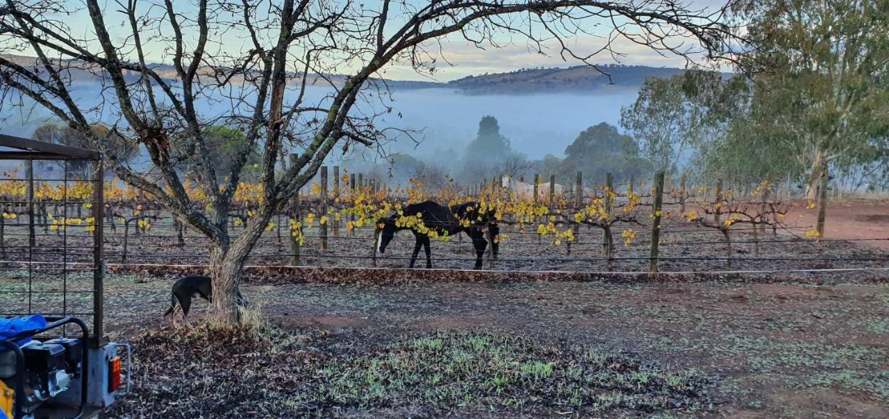 Bed and Breakfast Pecan Hill Bnb Toodyay Exterior foto