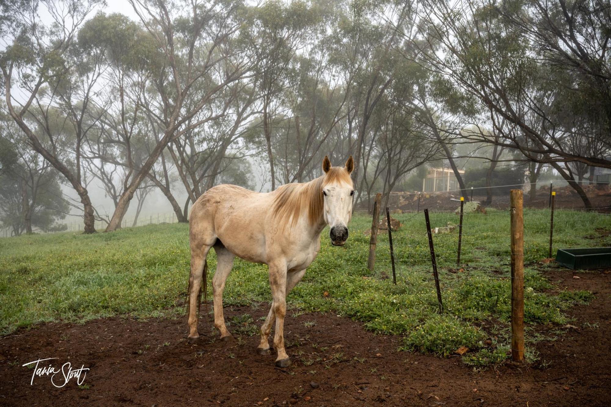 Bed and Breakfast Pecan Hill Bnb Toodyay Exterior foto