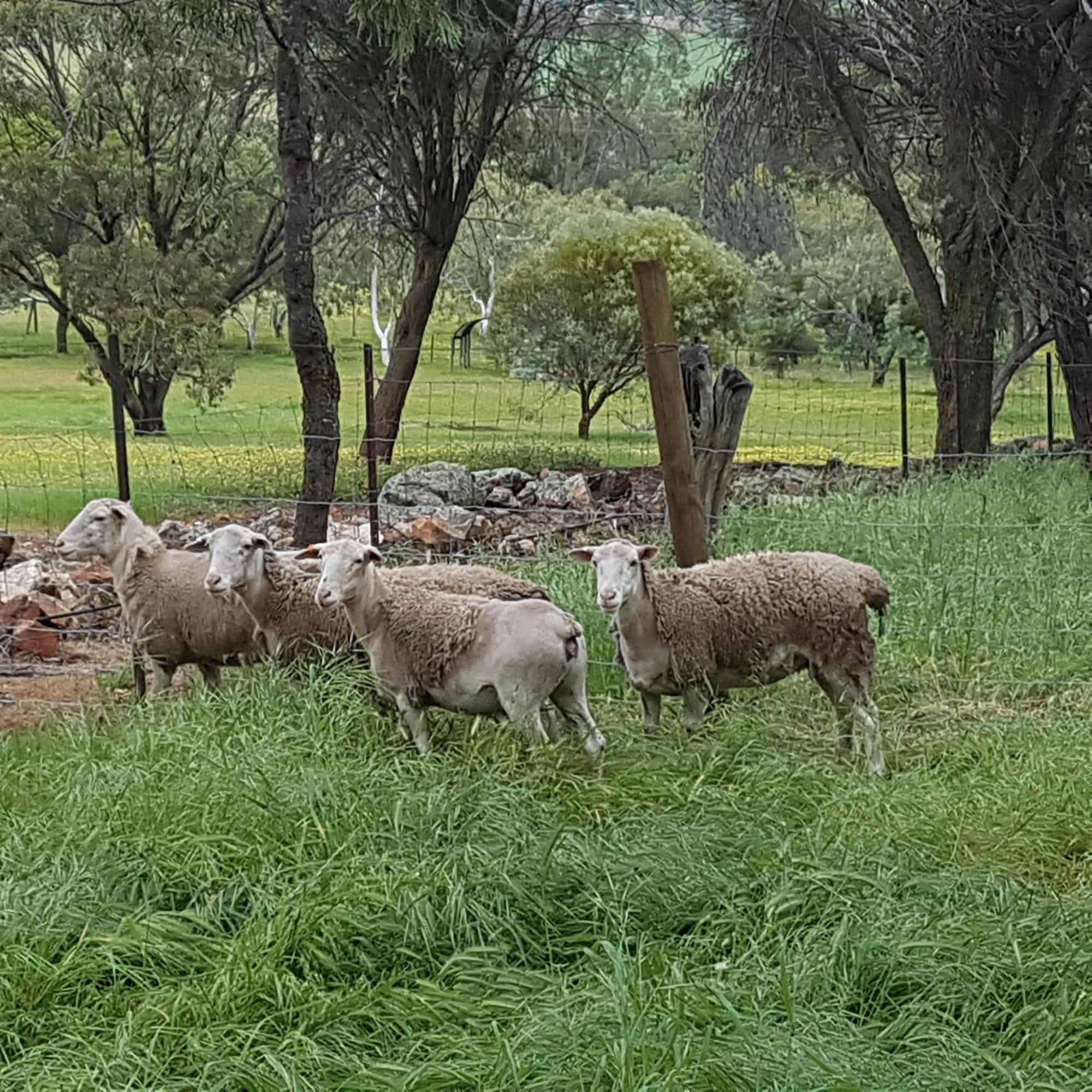 Bed and Breakfast Pecan Hill Bnb Toodyay Exterior foto